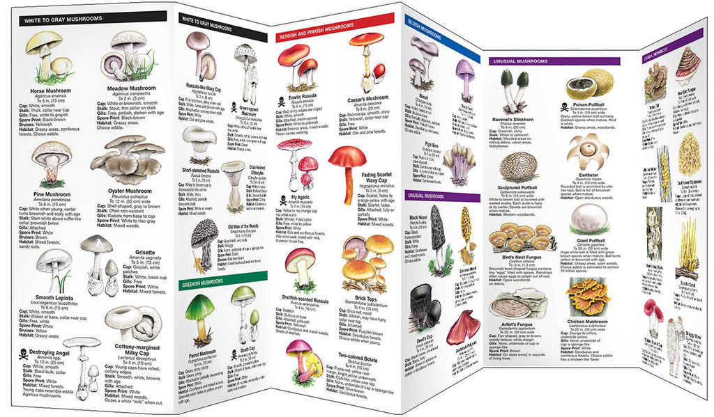 Mushrooms by James Kavanagh