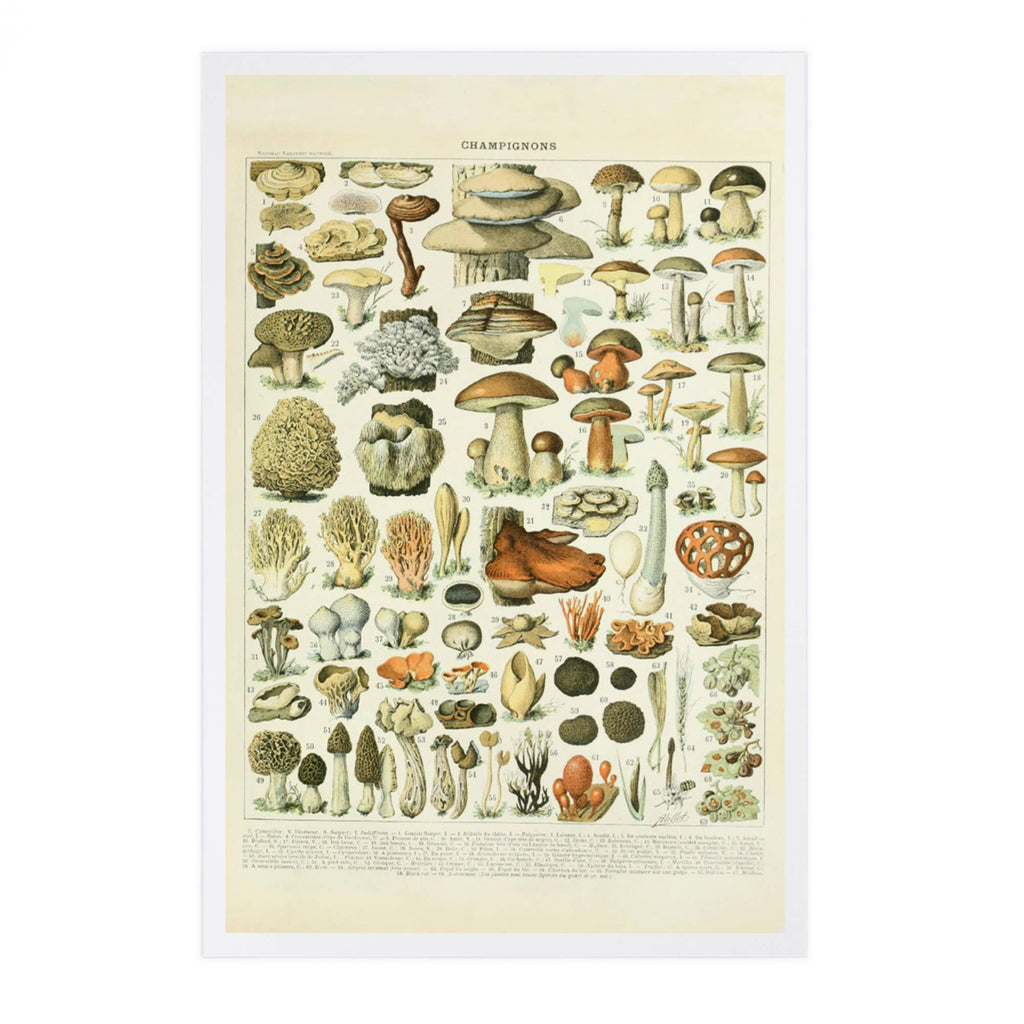 PREMIUM POSTCARDS Mushrooms, A, Vintage Bookplate